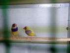 Goldiang Bird
