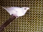 Finches