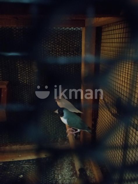 Golden Finches in Kaduwela | ikman.lk