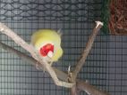 Gouldian Finches