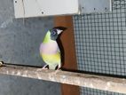 goldiyan finches