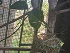 Goldiyan finches