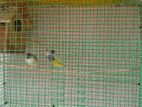 Goldiyan Finches