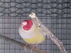 Goldiyan Finches Male