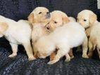 Goldn Retriever Puppies