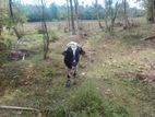 ගොන් වස්සෙක්