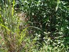 Gonapola - 12 Perches Land for Sale (SSPL-407)