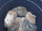 Rabbits