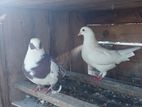 Pigeon