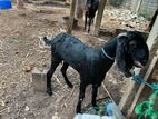 Breed Goat