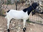 Farm Goat