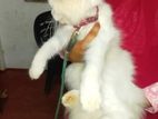 Persian Cat