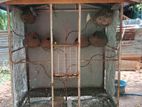 Bird Cages