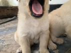 Labrador Puppies