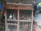 Pigeon Cage