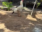 Farm Rooster
