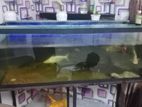 Fish Tank with Fishes