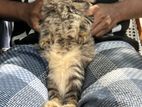 Persian Cat