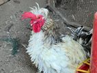 Chickens
