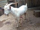 Farm Goat