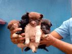 Pomeranian Puppies