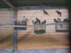 Finches Bird