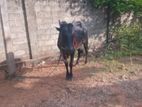 Farm Cow