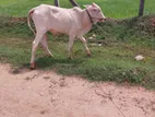 Milk Cow