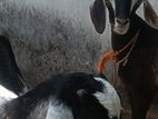 Farm Goat