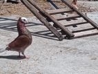 Pigeon