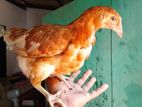 Chicken