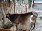 Farm Cow