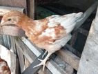 Farm Chicks