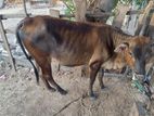 Farm Cow