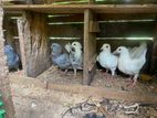 Pigeons