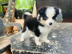 Puppy for Kind Home