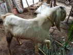 Farm Goat