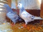 Pigeons