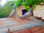 Pigeons