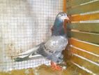 Pigeon