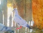 Pigeon