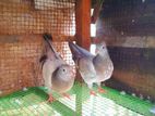 Pigeons