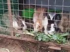 Rabbit