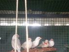 Zebra Finches