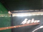 Zebra Finches