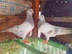 Pigeon