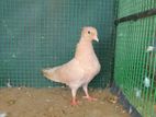 Pigeon