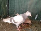 Pigeons