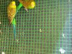 Finches Birds