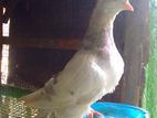 Pigeons